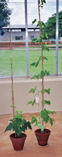 Feijoeiro normal (atacado pelo virus do mosaico dourado) e planta resistente, com a mesma idade