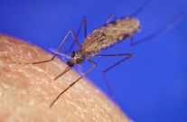Fêmea de Anopheles (mosquito transmissor da malária) alimentando-se de sangue humano